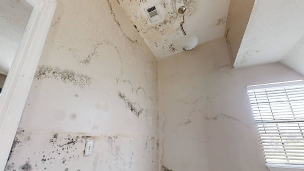 Best Mold Damage Restoration  in Wauregan, CT