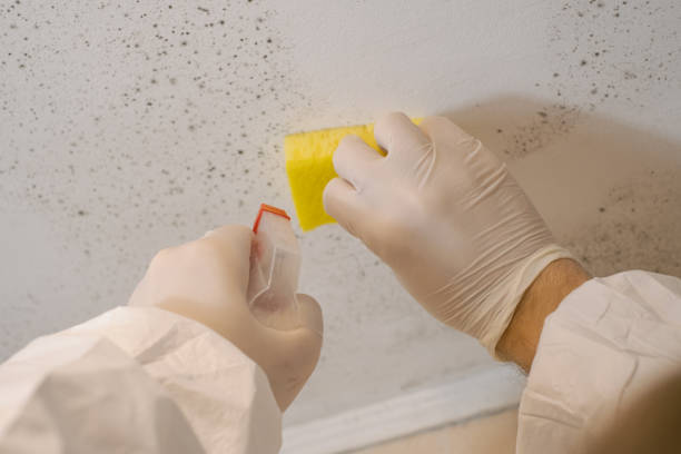 Best Dehumidification Services  in Wauregan, CT