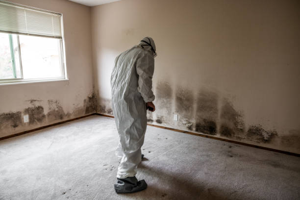 Professional Mold Removal in Wauregan, CT