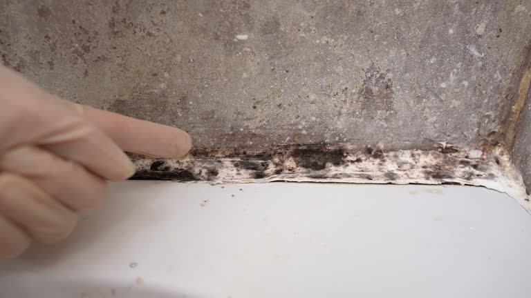  Wauregan, CT Mold Removal Pros