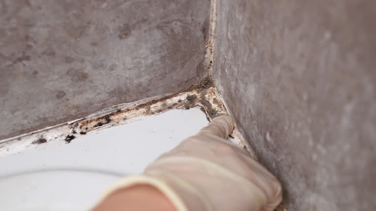 Best Mold Remediation for Healthcare Facilities  in Wauregan, CT